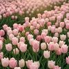 sweetulip